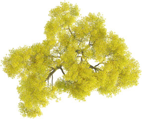 Top view of Maple Tree - Acer Palmatum