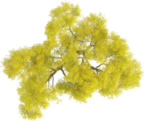 Top view of Maple Tree - Acer Palmatum