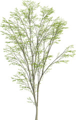 Obraz premium Side view of Hornbeam Tree - Carpinus Turczaninovii