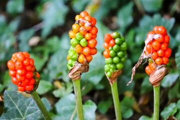 Aronstab rot und giftig