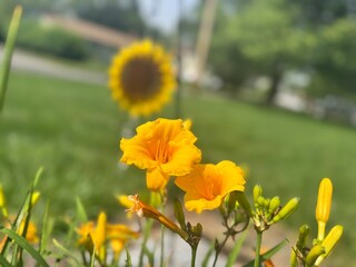 yellow flowers in the garden