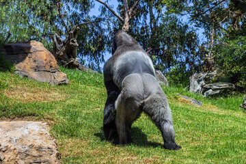 A big beautiful monkey walks on the green grass	
