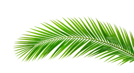 Obraz premium Tropical Serenity: Vibrant Palm Leaf Against a White Background