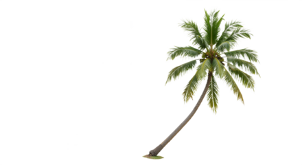 Solitary Palm Tree: Tropical Elegance Against a Clean White Backdrop

