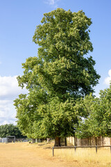 Obraz premium Imponente y frondoso tilo, en Bushy Park, Inglatera