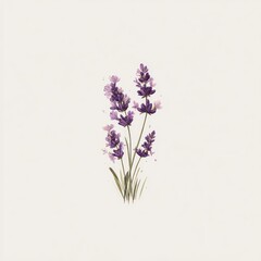 Delicate lavender sprigs on a light background