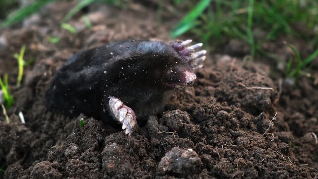 A mole is on the surface of molehill among green grass in the garden. Talpa europaea side view close-up. An animal with black fur. Garden pest concept. Lawn saving problems. High quality 4k footage