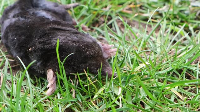 A mole is on the surface among green grass in the garden. Talpa europaea side view close-up. Animal with black fur. Garden pest concept. Lawn saving problems. High quality 4k footage.