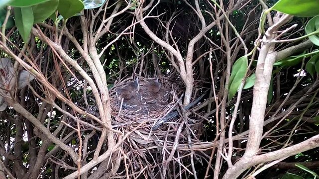Brown trasher (Toxostoma rufum) during nesting. One of the videos in the series filmed during the nesting
