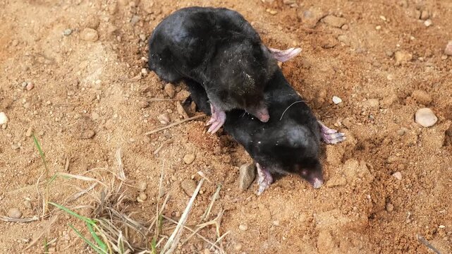 Pair mating moles on the sand background side view close-up. Breeding season. Reproduction of talpa europaea. An animal with black fur. Garden pest concept. An museum exhibit. High quality 4k footage.