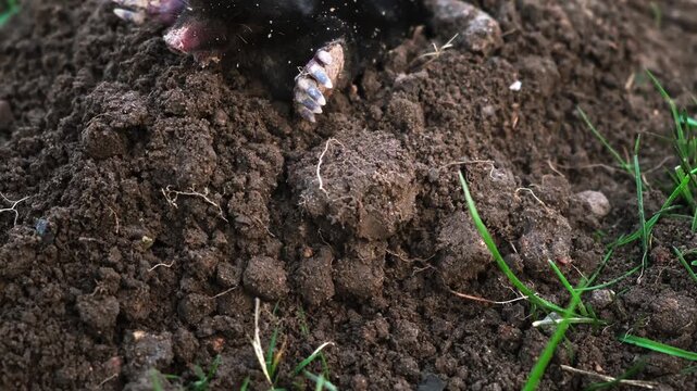 A mole is on the surface of molehill among green grass in the garden. Talpa europaea side view close-up. An animal with black fur. Garden pest concept. Lawn saving problems. High quality 4k footage