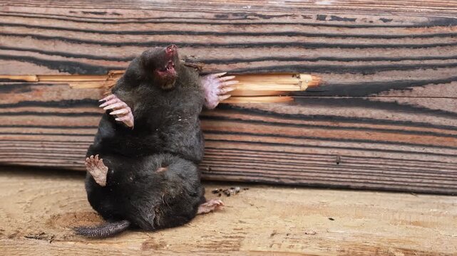 Animal humor. A mole sits on a wooden background as exhibit at a nature museum. Europaea talpa. Good mood. Concept of a great sense of humor or self-irony. Laughing snout with a big smile. Funny joke.