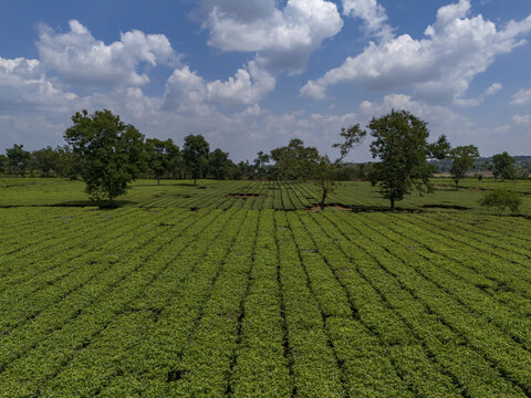 Aerial view of neatly organized rows of vibrant green tea bushes stretching across the landscape under a bright sky dotted with fluffy white clouds, Chu Pah, Gia Lai, Vietnam.