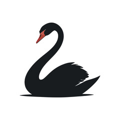 black swan on white background