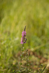 vista macro in primo piano dei fiori color rosa e magenta di una pianta selvatica in un campo, di giorno, in primavera, su sfondo sfuocato e verde