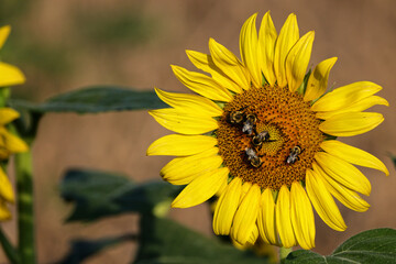 Obraz premium Bumble honeybees lit on face of sunflower in giant sunflower field. 