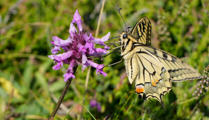 an old world swallowtail (Papilio machaon) butterfly feeding on a purple flower