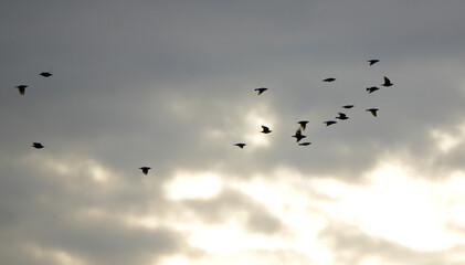 a large flock of birds flying in formation against a cloudy sky