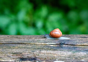 Schnecke auf einem alten Baumstamm