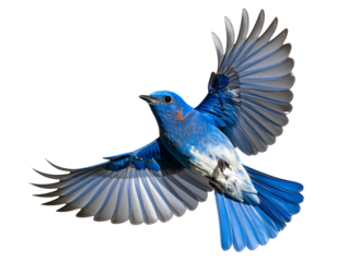 blue bird isolated on white