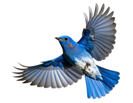 blue bird isolated on white