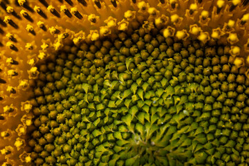 background of sunflower flower