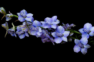 Obraz premium blue delphinium