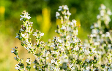  meadow grasses yarrow in summer