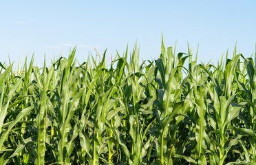 Fototapeta premium green corn growing