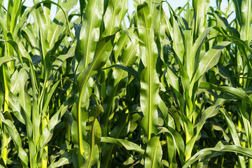 green corn growing