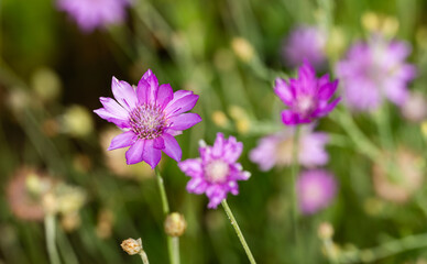 dried flowers in the meadow