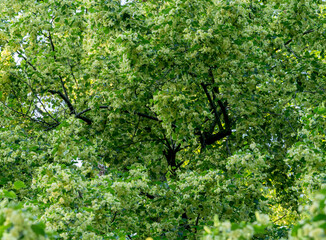 close up of blooming linden tree