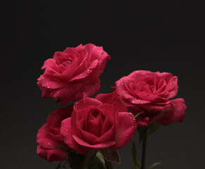 Close-up red, pink color Rose flower bud bouquet, water drops on dark black. Natural background.
