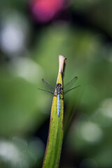 Dragonfly or broad-bodied chaser (Libellula depressa) on a blade of grass with blurred background and bokeh