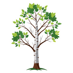 Obraz premium Birch tree with green leaves and brown trunk on white background 