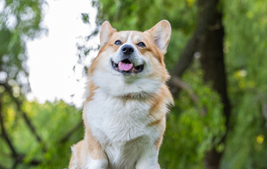 close-up portrait of a red corgi pembroke
