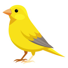 Yellow canary bird standing on a white background  