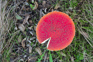 red mushroom in the forest, Fly agaric, Amanita muscaria, contains muscarine which is both poisonous and hallucinogenic.. Tempio Monte Limbara, Sardinia, Italy