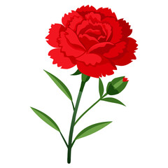 Red carnation flower illustration with green leaves and bud  