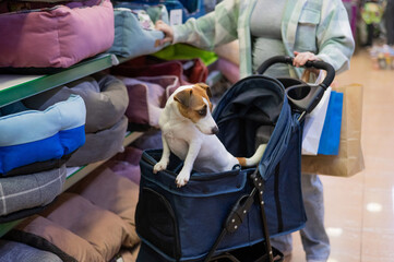A woman is shopping at a pet store with her Jack Russell Terrier dog in a stroller.