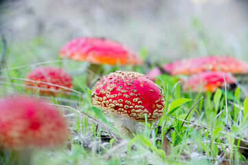 red mushroom in the forest, Fly agaric, Amanita muscaria, contains muscarine which is both...