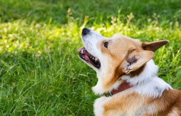 Pembroke Corgi on a walk
