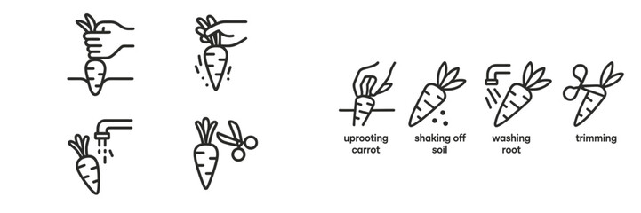 Illustrations of carrot harvesting and preparation techniques for gardening enthusiasts