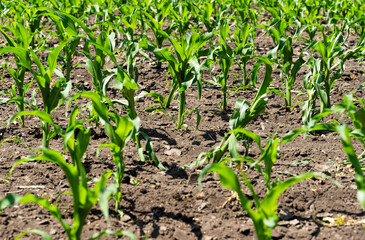 green corn growing