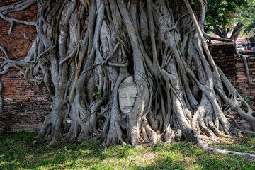 Buddha Head In The Roots Of A Bodhi Tree in Ayutthaya Thailand