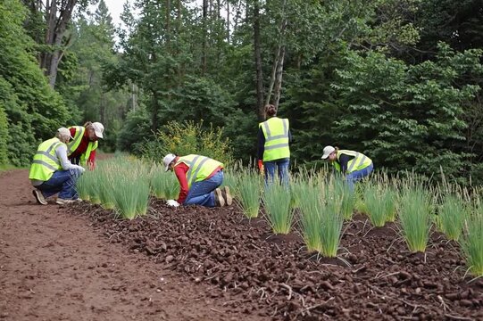 Volunteers plant native grasses along a forest trail to restore the ecosystem and prevent erosion