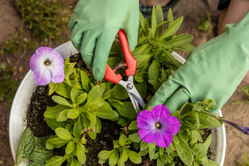 A gardener in green gloves is pruning petunias. Pruning petunias for lush blooming. Pinching...