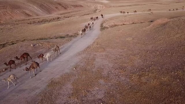 Traditional Transport People Using Camel Cart (or specify) | Rural Journey Authentic Horse-Drawn Carriage (or specify) | Cultural Travel Unique Modes of Local Transportation