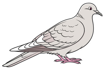 Cartoon Illustration of a Gray Collared Dove Standing on the Ground