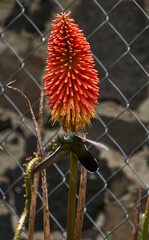 Colibrí  © fer